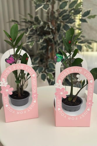 نبتة الزاميا