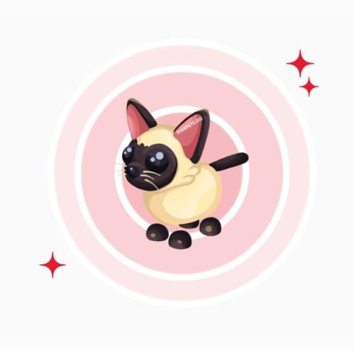 Siamese cat M