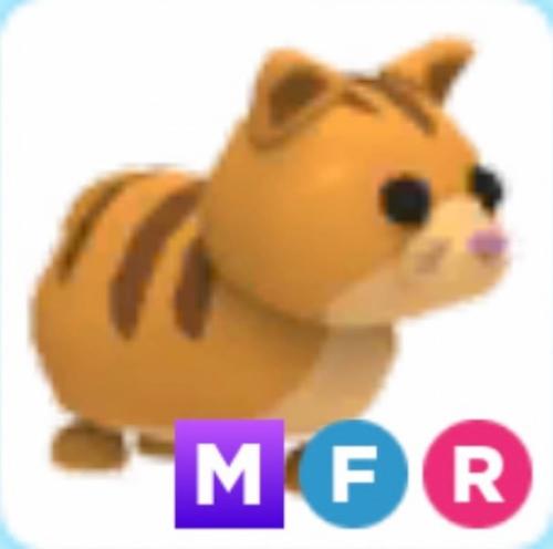 MFR Ginger cat