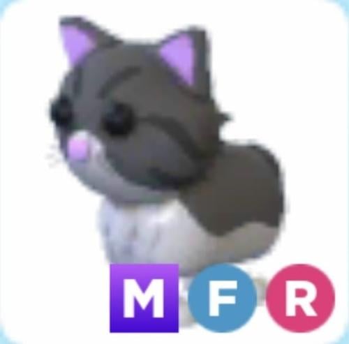 MFR Persian Cat