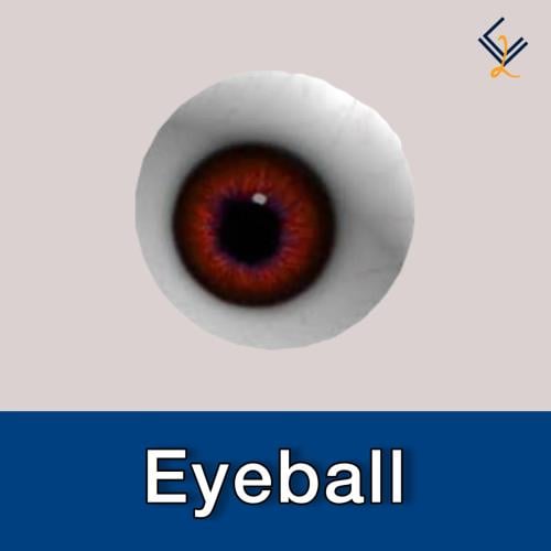 Eyeball