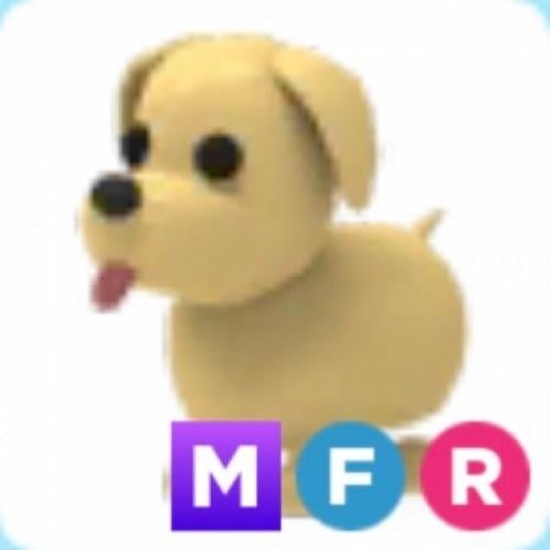 MFR Dog