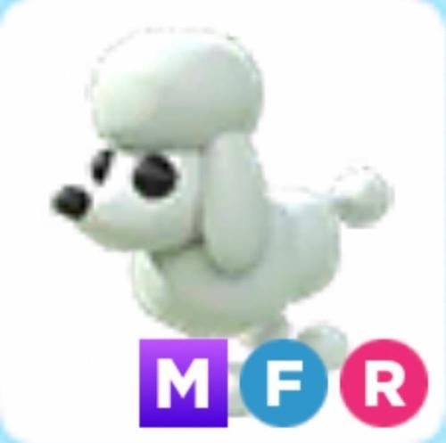MFR Poodle