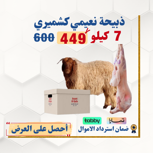 خروف نعيمي كشميري لباني وزن 7 كيلو