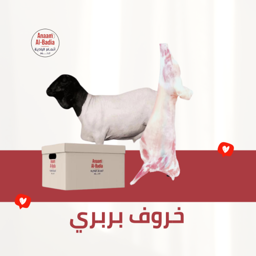 خروف بربري لباني 8 كيلو