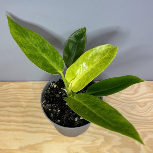 Philodendron Calkins Gold