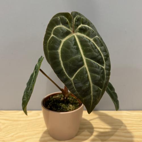 Anthurium Papillilaminum x Dressleri