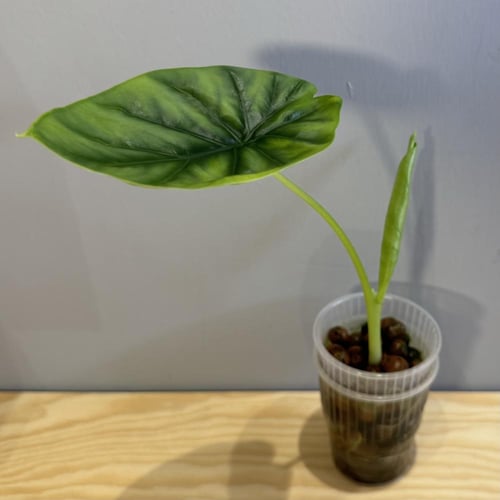 Alocasia Green Shield - ألوكاسيا قرين شيلد