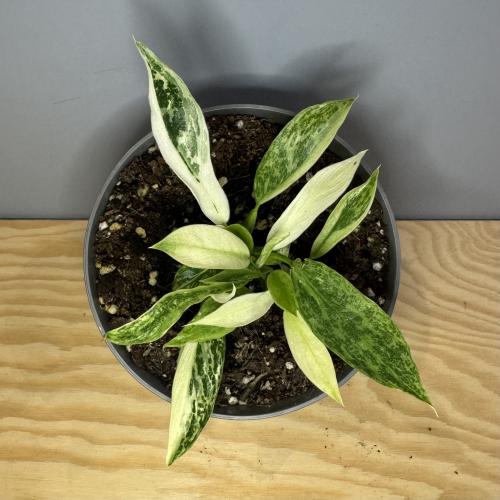 Philodendron Jose Buono - فيلودندرون خوسيه بونو