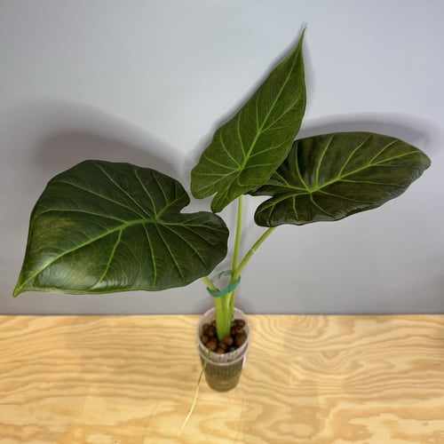Alocasia Regal Shield - ألوكاسيا ريقال شيلد