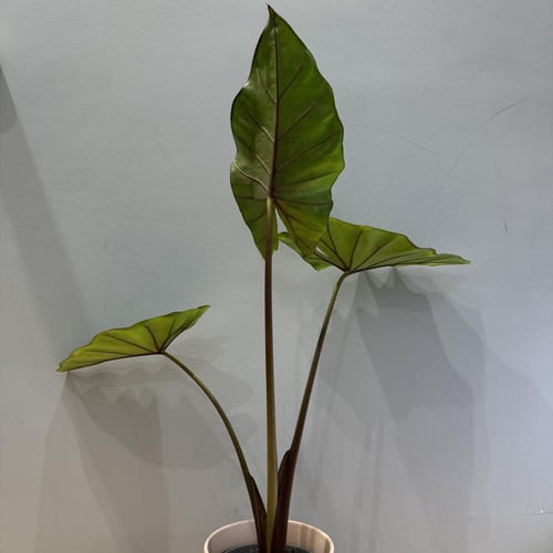 Alocasia Dark Star - ألوكاسيا دارك ستار