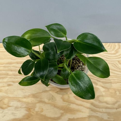 Philodendron Birkin