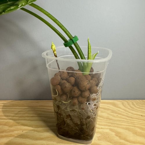 Alocasia Sinuata - ألوكاسيا سنواتا