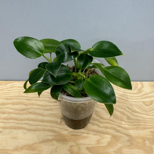 Philodendron Birkin