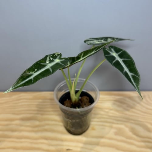 Alocasia Bambino white variegation - ألوكاسيا بامب...