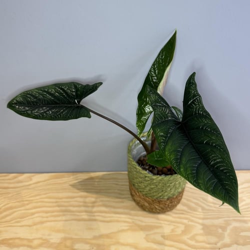 Alocasia Scalprum - ألوكاسيا سكالبرم