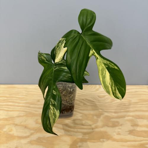 Philodendron Florida Beauty
