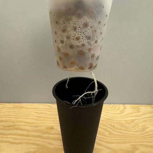 Alocasia Micky Mouse