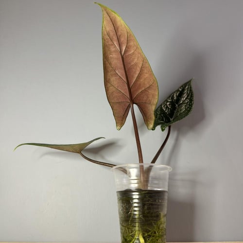 Alocasia Scalprum - ألوكاسيا سكالبرم