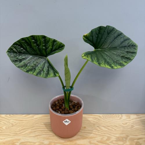 Alocasia Lukiwan