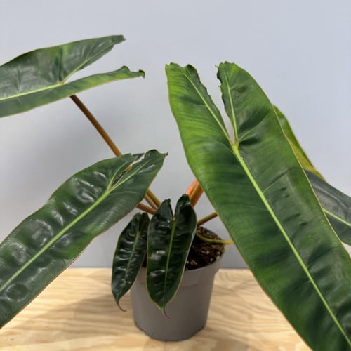 Philodendron Billietiae - فيلودندرون بايليتي