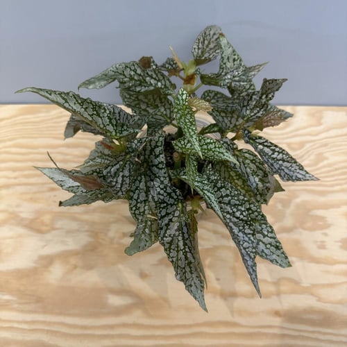 Begonia Maculata Double Dot Cutting