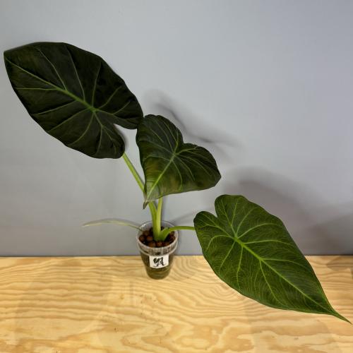 Alocasia Regal Shield - ألوكاسيا ريقال شيلد