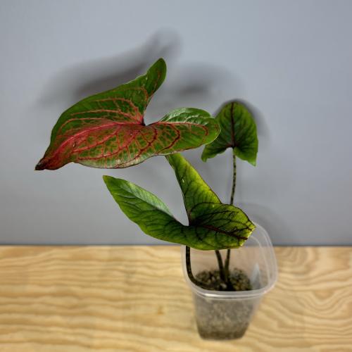 Alocasia Cyrtosperma Johnstonii