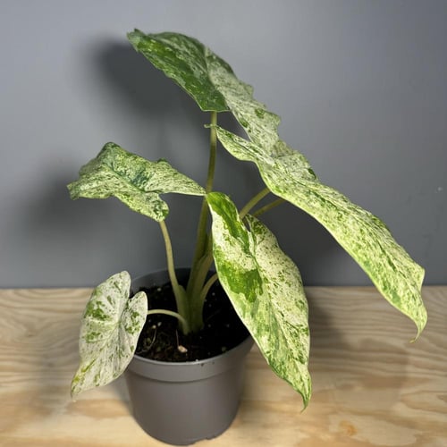 Alocasia Odora Batik - ألوكاسيا أودورا باتيك