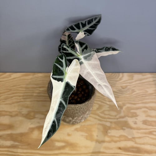 Alocaisa Bambino Pink Variegated - ألوكاسيا بامبين...