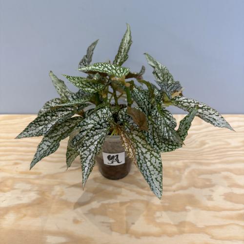 Begonia Maculata Double Dot Cutting