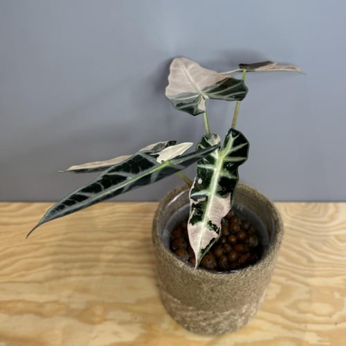 Alocaisa Bambino Pink Variegated - ألوكاسيا بامبين...