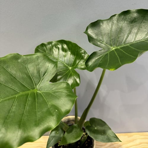 Alocasia Odora - ألوكاسيا أودورا