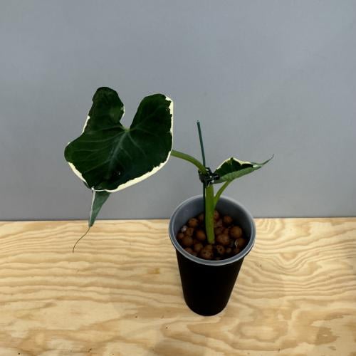 Alocasia Micky Mouse