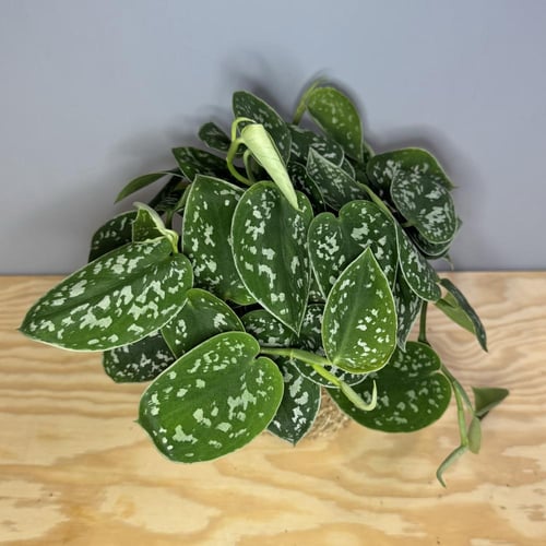Pothos Pictus Argyraeus
