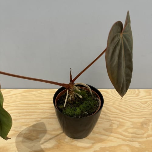 Anthurium Ace of Spades X Dressleri