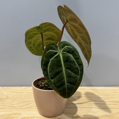 Anthurium Papillilaminum x Dressleri
