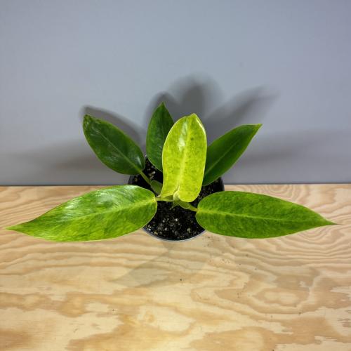 Philodendron Calkins Gold
