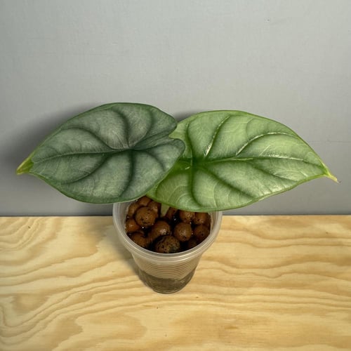 Alocasia Silver Dragon - ألوكاسيا التنين الفضي