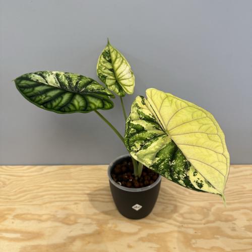 Alocasia Dragon Scale Variegated