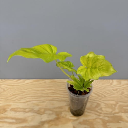 Philodendron Xanadu Golden