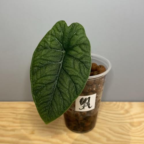 Alocasia Melo - ألوكاسيا ميلو