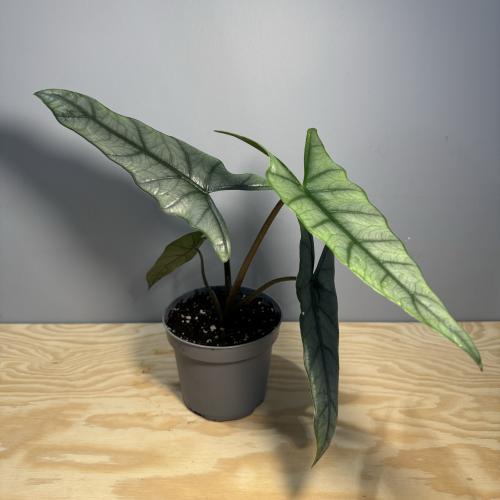 Alocasia Heterophylla Silver “Dragon Breath”