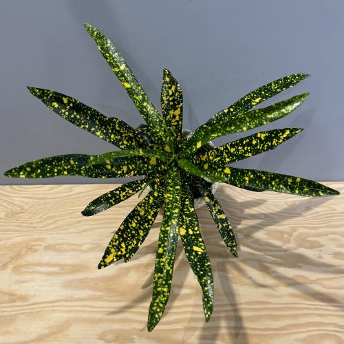 Codiaeum Gold Dust