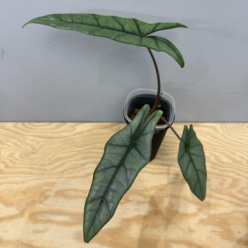 Alocasia Heterophylla Silver - Dragon breath