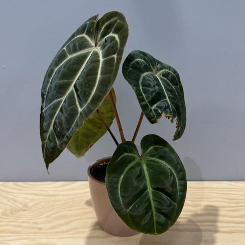 Anthurium Papillilaminum x Dressleri
