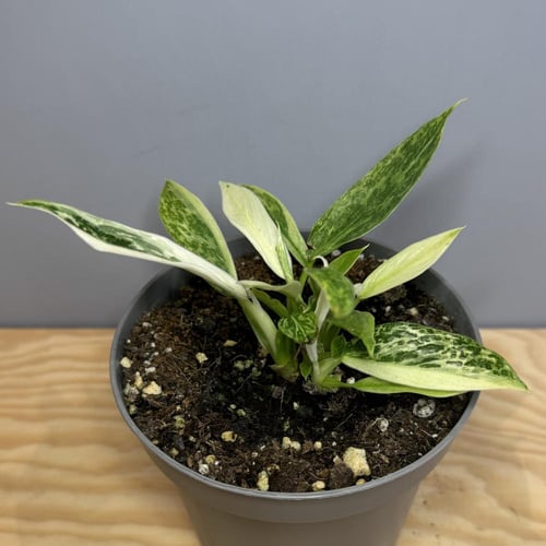 Philodendron Jose Buono - فيلودندرون خوسيه بونو