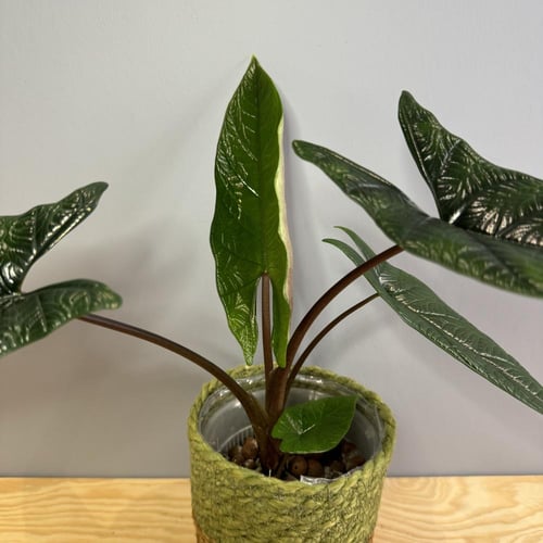Alocasia Scalprum - ألوكاسيا سكالبرم