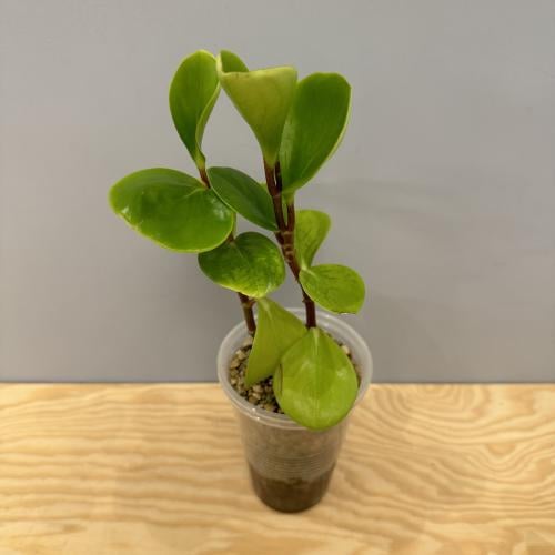 Peperomia Obtusifolia