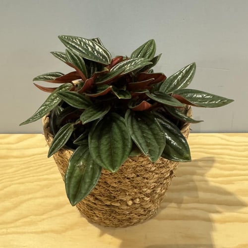 Peperomia Rosso